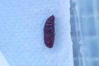 Phlogophora meticulosa