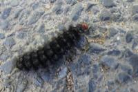 Melitaea cinxia