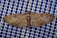 Eupithecia abbreviata