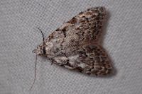 Nola confusalis