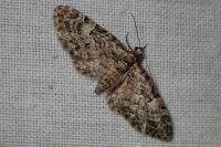 Eupithecia dodoneata