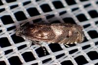 Pammene splendidulana