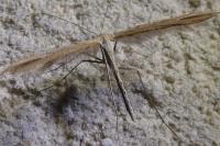 Emmelina argoteles/monodactyla