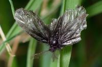 Epichnopterix plumella