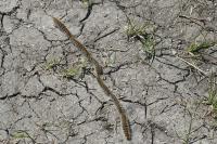 Thaumetopoea pityocampa