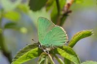 Callophrys rubi