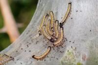 Malacosoma neustria