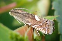 Grapholita lunulana