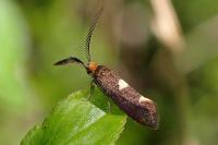 Incurvaria masculella