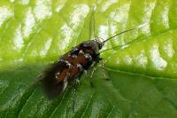 Pancalia leuwenhoekella