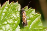 Pancalia leuwenhoekella