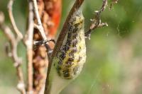 Zygaena