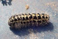Zygaena