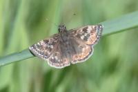 Erynnis tages