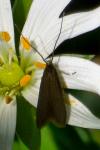 Coleophora lutarea