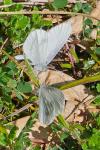 Leptidea sinapis