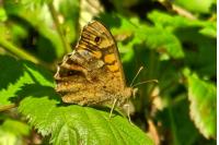 Pararge aegeria