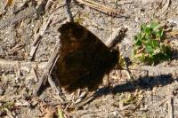 Aglais io