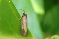 Incurvaria koerneriella