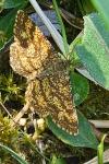 Ematurga atomaria