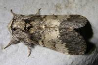 Drymonia ruficornis