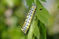Diloba caeruleocephala