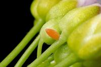 Anthocharis cardamines