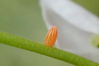 Anthocharis cardamines