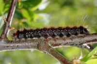 Eriogaster catax