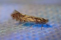 Phyllonorycter quercifoliella