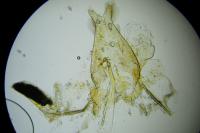 Phyllonorycter quercifoliella