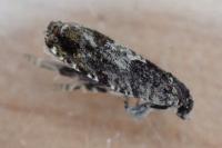 Pammene argyrana