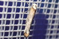 Pseudoswammerdamia combinella