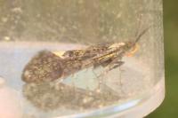 Esperia sulphurella