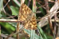 Ematurga atomaria