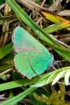 Callophrys rubi