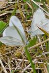 Leptidea sinapis