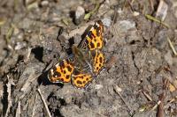 Araschnia levana