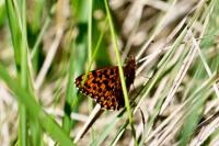 Boloria dia