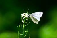 Pieris napi