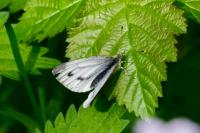 Pieris napi