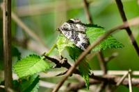 Epirrhoe alternata