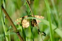 Ematurga atomaria