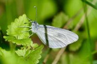 Leptidea sinapis