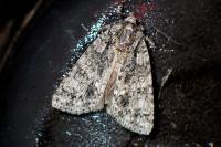 Acronicta rumicis