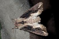 Egira conspicillaris