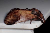 Notodonta ziczac