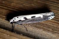 Ethmia bipunctella
