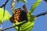 Araschnia levana