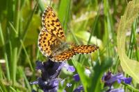 Boloria dia